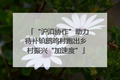 “沪滇协作”助力待补镇鹧鸡村跑出乡村振兴“加速度”