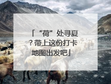 “荷”处寻夏？带上这份打卡地图出发吧