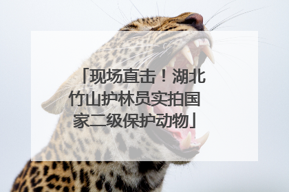 现场直击！湖北竹山护林员实拍国家二级保护动物