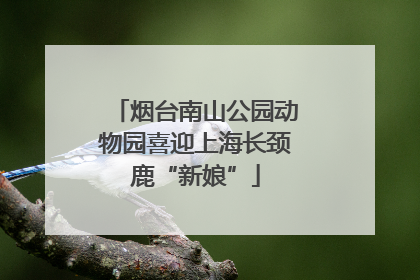 烟台南山公园动物园喜迎上海长颈鹿“新娘”