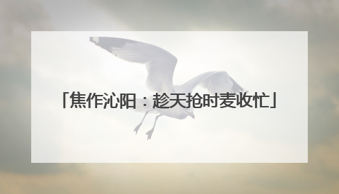 焦作沁阳：趁天抢时麦收忙