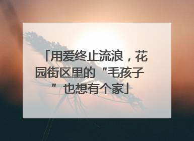 用爱终止流浪，花园街区里的“毛孩子”也想有个家