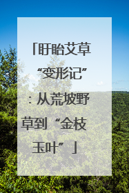 盱眙艾草“变形记”：从荒坡野草到“金枝玉叶”