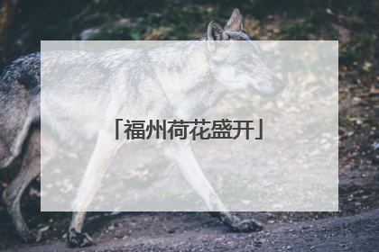 福州荷花盛开