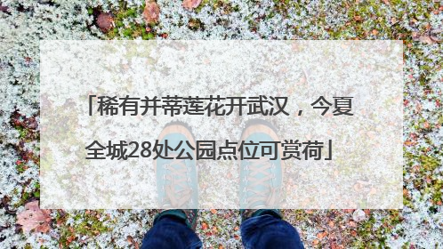 稀有并蒂莲花开武汉，今夏全城28处公园点位可赏荷