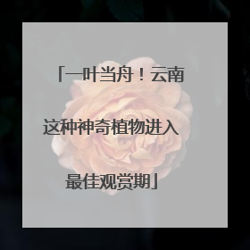 一叶当舟！云南这种神奇植物进入最佳观赏期
