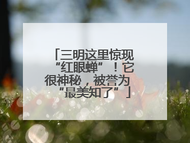 三明这里惊现“红眼蝉”！它很神秘，被誉为“最美知了”