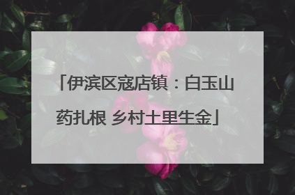 伊滨区寇店镇：白玉山药扎根 乡村土里生金