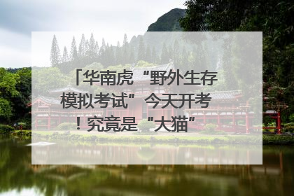 华南虎“野外生存模拟考试”今天开考！究竟是“大猫” 还是顶级猎食者？