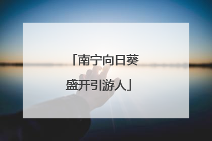 南宁向日葵盛开引游人