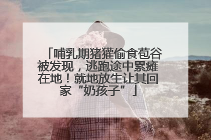 哺乳期猪獾偷食苞谷被发现，逃跑途中累瘫在地！就地放生让其回家“奶孩子”
