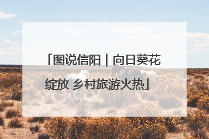 图说信阳｜向日葵花绽放 乡村旅游火热