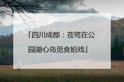 四川成都：苍鹭在公园湖心岛觅食嬉戏