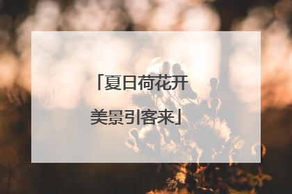 夏日荷花开 美景引客来