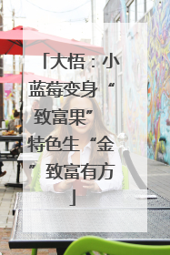 大悟：小蓝莓变身“致富果” 特色生“金”致富有方