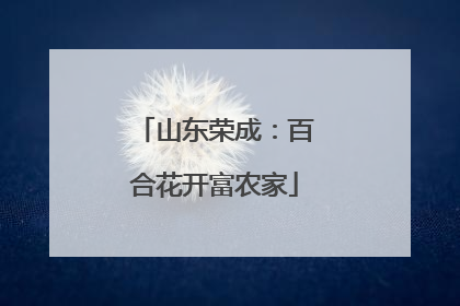 山东荣成：百合花开富农家