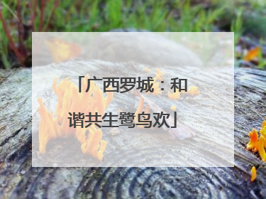 广西罗城：和谐共生鹭鸟欢