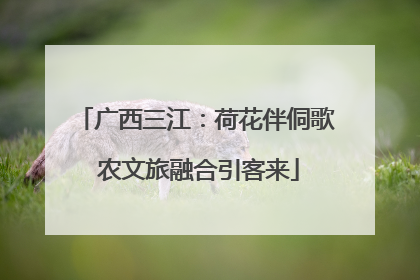 广西三江：荷花伴侗歌 农文旅融合引客来