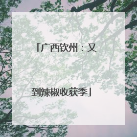 广西钦州：又到辣椒收获季