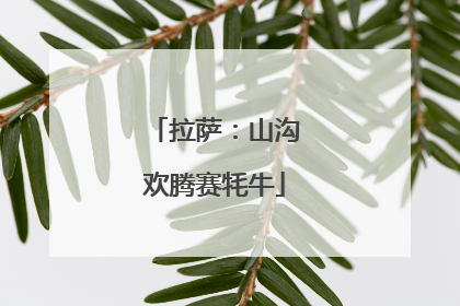 拉萨：山沟欢腾赛牦牛