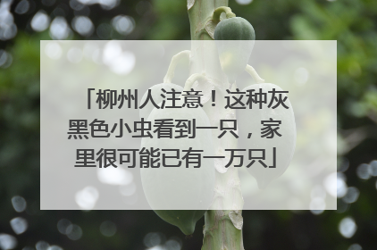 柳州人注意！这种灰黑色小虫看到一只，家里很可能已有一万只