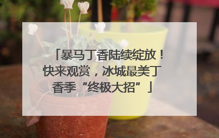 暴马丁香陆续绽放！快来观赏，冰城最美丁香季“终极大招”