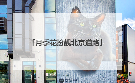 月季花扮靓北京道路