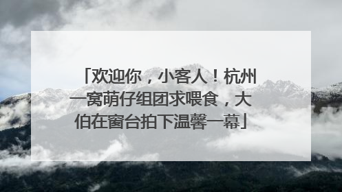 欢迎你，小客人！杭州一窝萌仔组团求喂食，大伯在窗台拍下温馨一幕