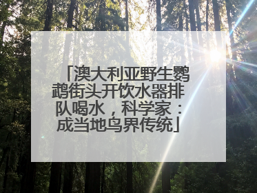 澳大利亚野生鹦鹉街头开饮水器排队喝水，科学家：成当地鸟界传统
