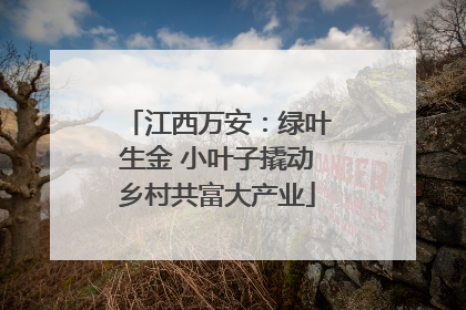 江西万安：绿叶生金 小叶子撬动乡村共富大产业