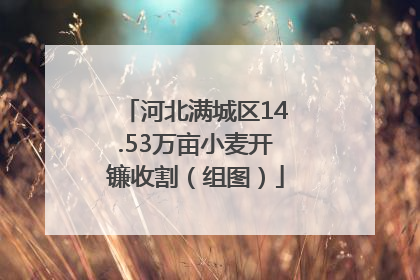 河北满城区14.53万亩小麦开镰收割（组图）