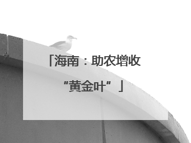 海南：助农增收 “黄金叶”