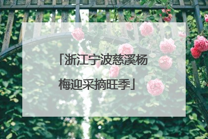 浙江宁波慈溪杨梅迎采摘旺季