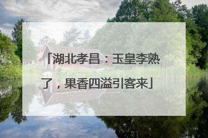 湖北孝昌：玉皇李熟了，果香四溢引客来