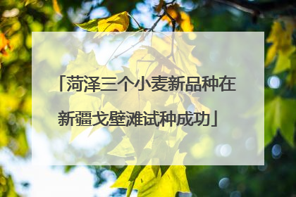 菏泽三个小麦新品种在新疆戈壁滩试种成功