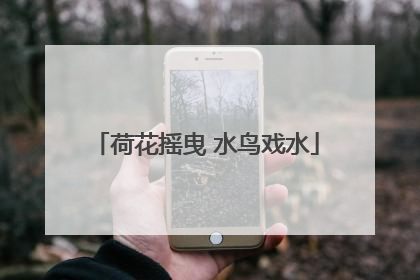 荷花摇曳 水鸟戏水