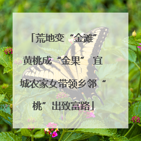荒地变“金滩” 黄桃成“金果” 宜城农家女带领乡邻“桃”出致富路