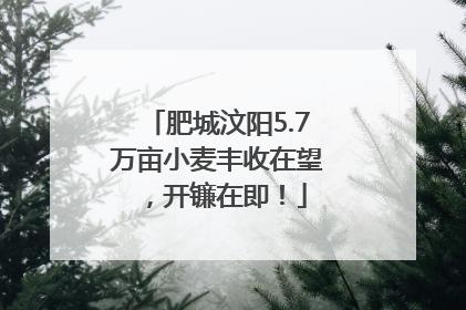 肥城汶阳5.7万亩小麦丰收在望，开镰在即！