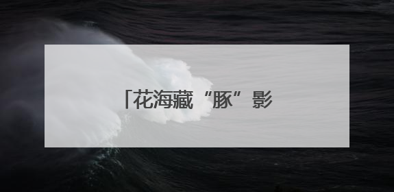 花海藏“豚”影！江豚湾景区创意花田邀你来打卡