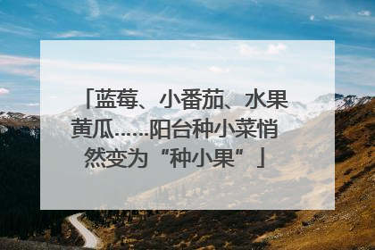 蓝莓、小番茄、水果黄瓜……阳台种小菜悄然变为“种小果”