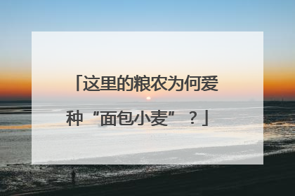 这里的粮农为何爱种“面包小麦”？