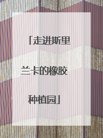 走进斯里兰卡的橡胶种植园