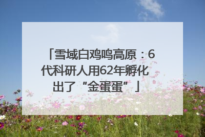 雪域白鸡鸣高原：6代科研人用62年孵化出了“金蛋蛋”