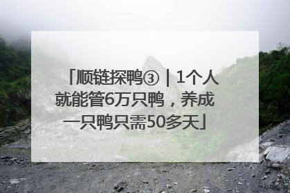 顺链探鸭③｜1个人就能管6万只鸭，养成一只鸭只需50多天
