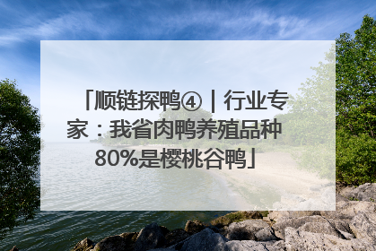 顺链探鸭④｜行业专家：我省肉鸭养殖品种80%是樱桃谷鸭