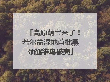 高原萌宝来了！若尔盖湿地首批黑颈鹤雏鸟破壳