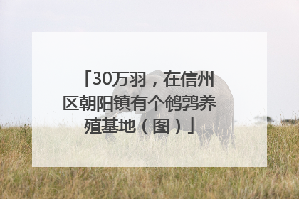 30万羽，在信州区朝阳镇有个鹌鹑养殖基地（图）